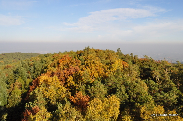 Wald_04.JPG