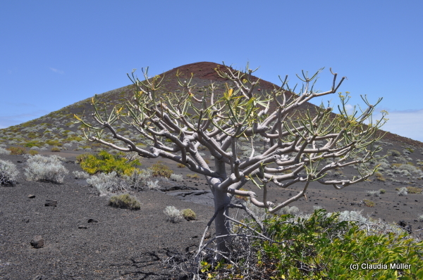 El_Hierro_06.JPG