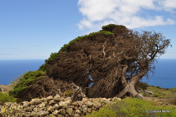 El_Hierro_23.JPG