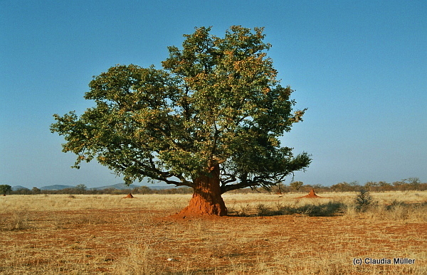 Namibia_06.JPG