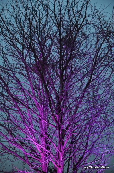 Colors_Tree_01.JPG