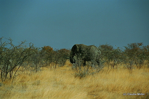 Elefant_01.JPG