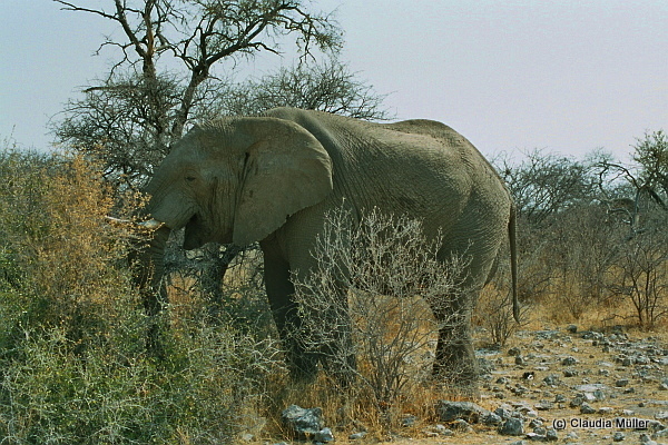 Elefant_02.JPG