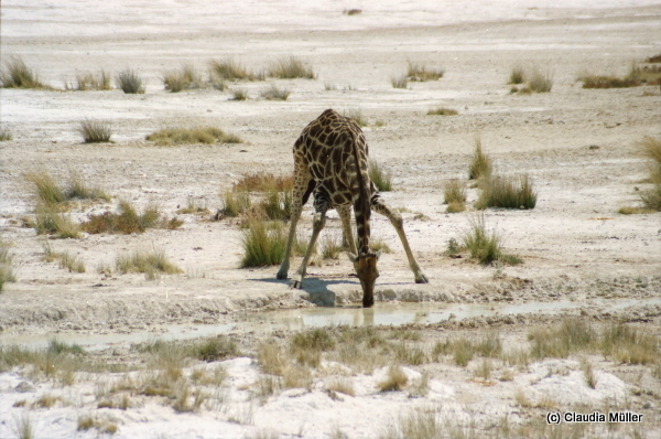 Giraffe_01.JPG