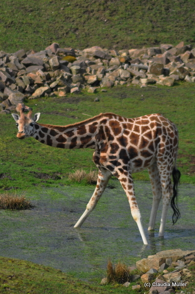 Giraffe_01.JPG