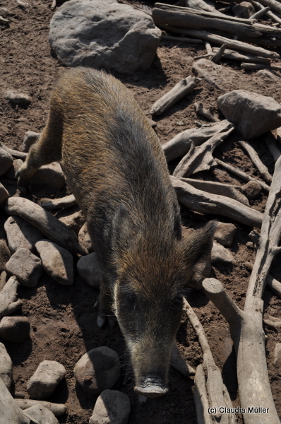 Wildschwein_02.JPG