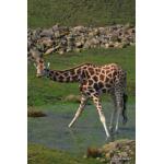 Giraffe_01.JPG
