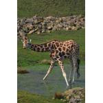 Giraffe_01.JPG